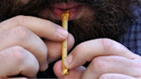 Bearded man holding a thin perforated bone duck call to his lips