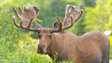 Rabid Moose Believed to Be First-Ever in North America