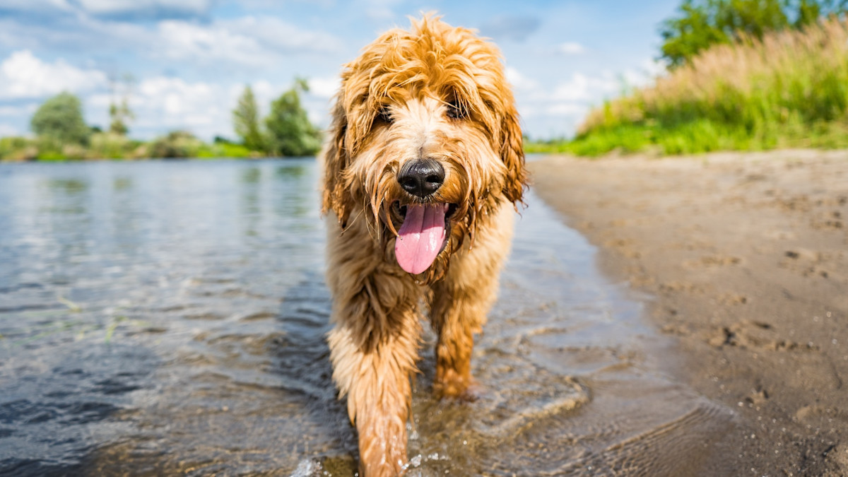 The Truth About Hypoallergenic Dog Breeds