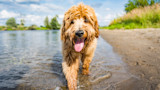 The Truth About Hypoallergenic Dog Breeds