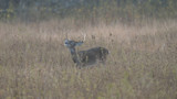 Buck in tall dry grass with antlers, head raised as if scenting or calling