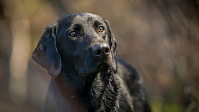Black Labrador retriever with wet fur and amber eyes looking up, blurred background