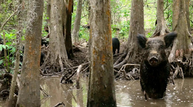Wild hog standing in muddy cypress swamp with piglets among exposed tree roots