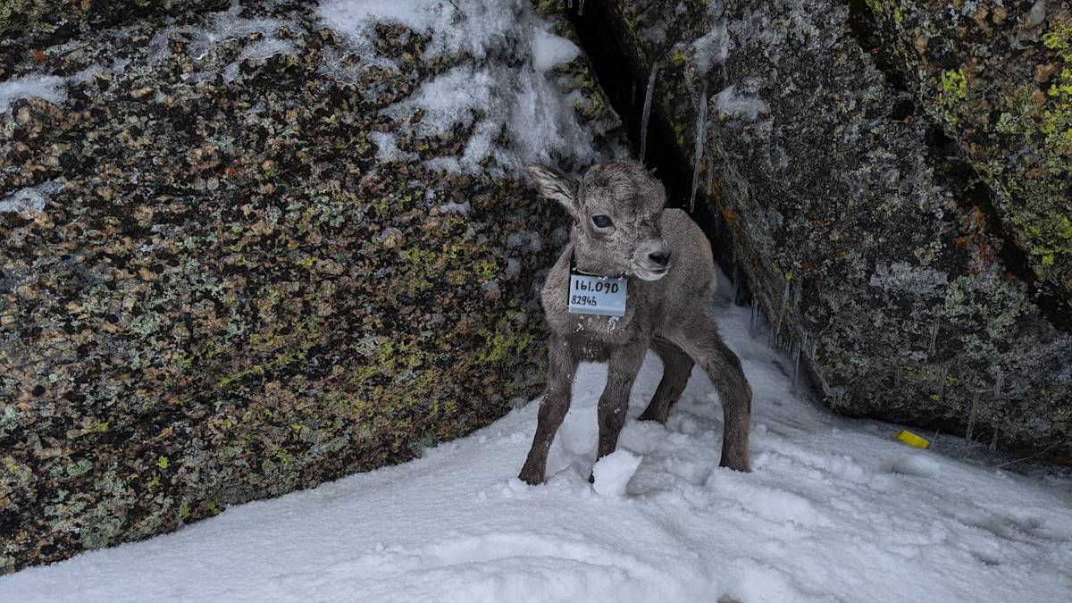 Why This Bighorn Herd Is Declining While Others Are Thriving