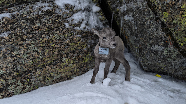 Why This Bighorn Herd Is Declining While Others Are Thriving