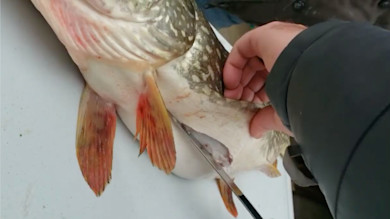 Pike belly opened with knife, bluegill visible inside as hand holds fish