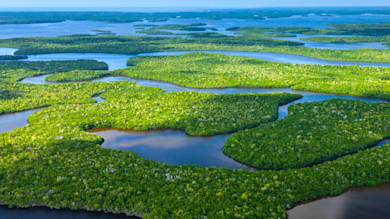 Winding waterways threading through dense green forested islands, aerial view