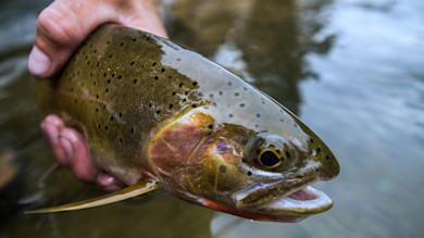 Trout with olive body, black spots, and orange throat held over water