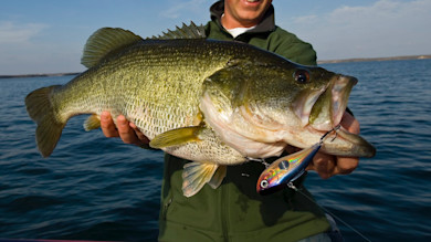 Large bass held by a man, colorful lure hooked in its mouth, lake in background