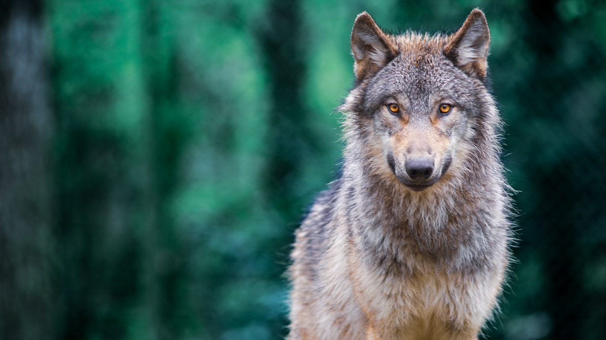Gray wolf standing against blurred green forest, amber eyes staring at camera