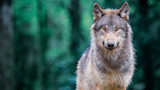 Gray wolf standing against blurred green forest, amber eyes staring at camera