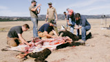 Group of men field dressing a bison carcass on an open prairie