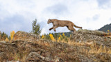 Colorado Man Attacked by Mountain Lion on Front Porch