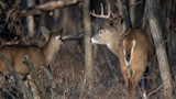 Buck with antlers and a doe white-tailed deer face each other among leafless trees