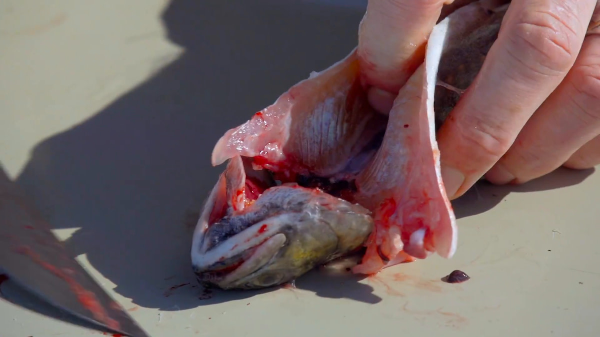 Video: How to Reverse Butterfly a Fish