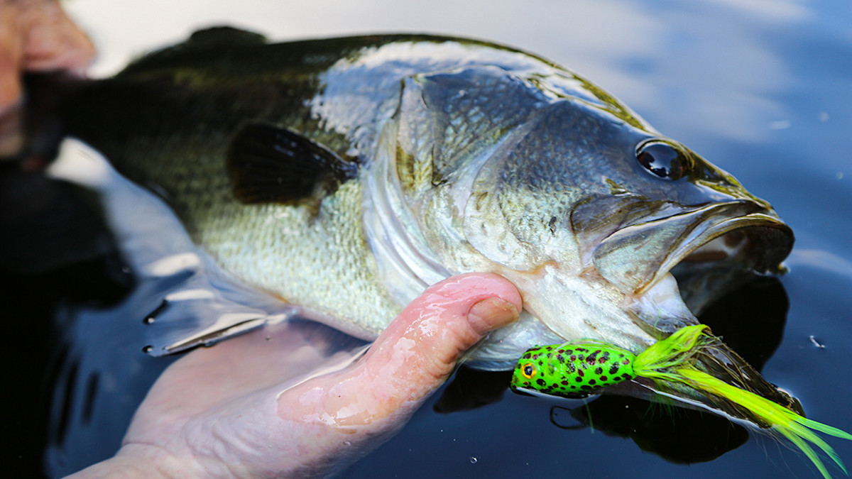 Savior of the Dog Days: Summertime Topwater Bass