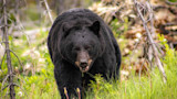 Hungry Bruin Powers Through Bear Spray to Steal Off-Leash Dog