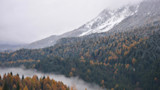 Mountain valley with autumn conifer forest, snow-capped peaks and low fog