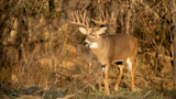 Mature whitetail buck with large antlers standing in dry grass and leafless woods