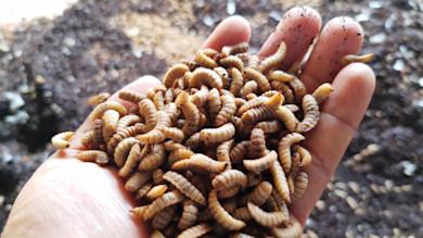 Hand holding dozens of pale curled larvae over dark soil