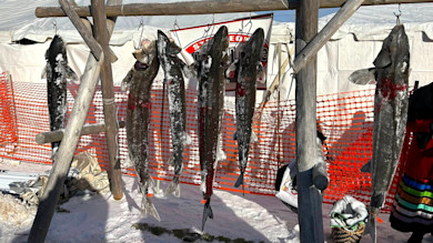 Six sturgeon hanging from a wooden rack over snow, orange safety fence and "STURGEON" banner