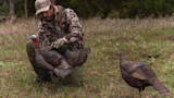 Hunter kneeling in grass holding a turkey decoy; another decoy nearby