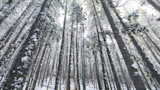 Snow-covered pine forest with tall thin trunks viewed from the forest floor looking upward