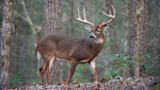 White-tailed buck with large antlers standing in wooded, leaf-covered clearing