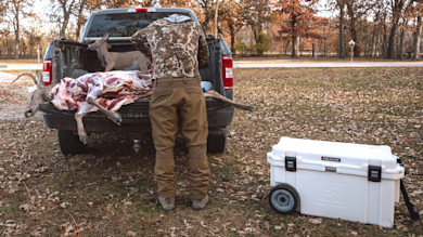 Hunter field-dressing skinned deer at pickup tailgate; white cooler labeled PELICAN nearby
