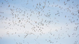 Flock of hundreds of small birds migrating across a pale blue sky