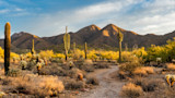 Desert trail with saguaro cacti and distant sunlit mountains