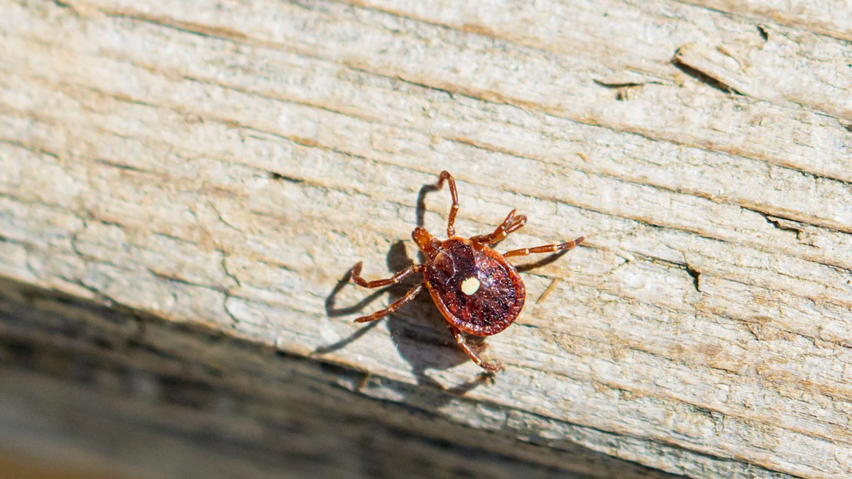 First Known Death Confirmed from Tick-Borne Alpha-Gal Syndrome