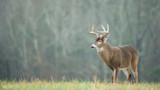 White-tailed buck standing in grassy field with bare trees blurred behind