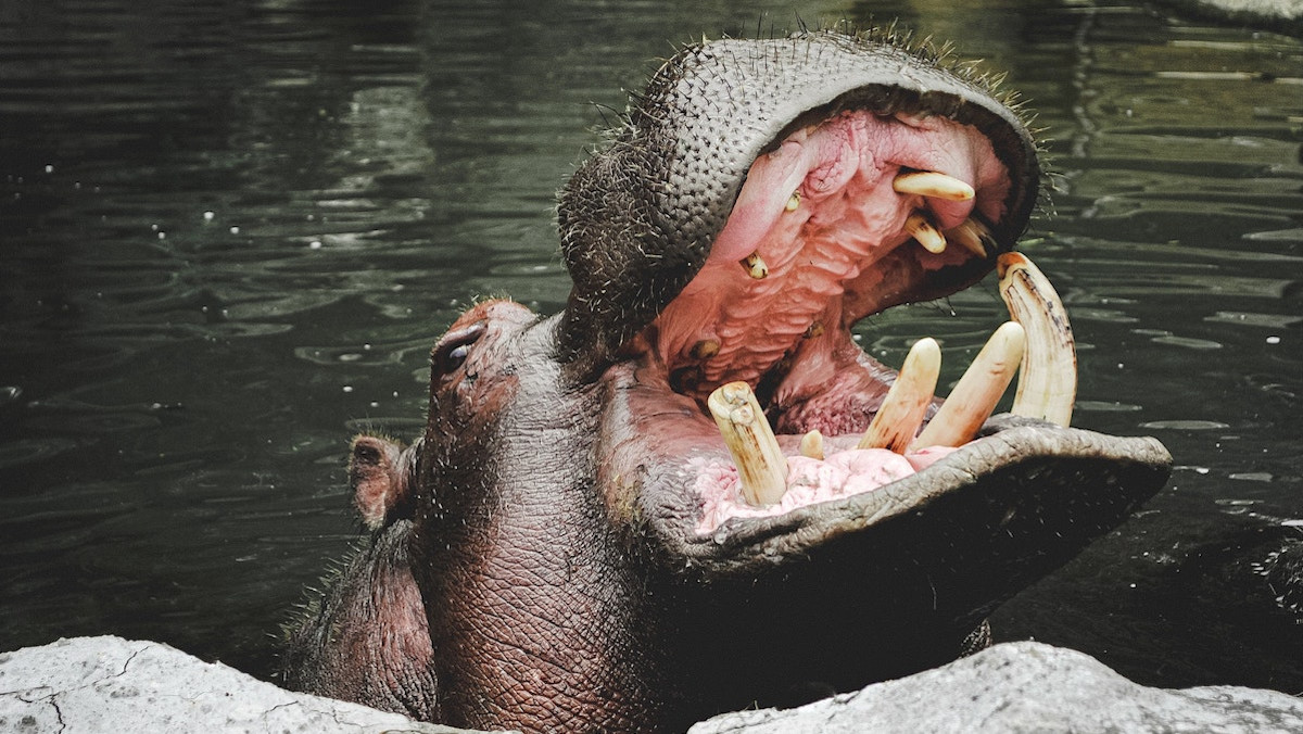 Hippopotamus in water yawning with mouth wide open, showing tusks and pink gums