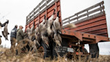 Hunters hanging geese from a red truck tailgate, license plate 216 FSK