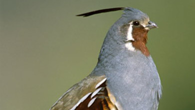 Mountain quail with gray plumage, chestnut throat, white facial patch and long topknot