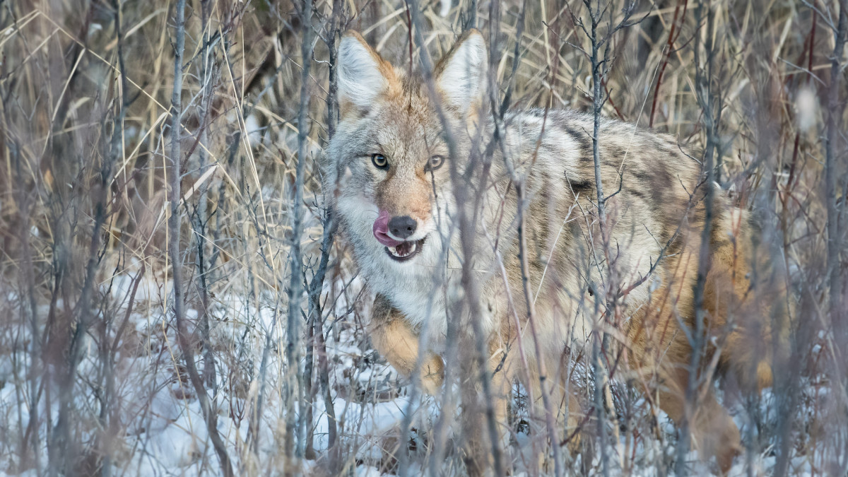 New Study Offers Clues Into Why Coyotes Attack Humans