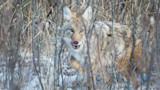 Coyote in snowy brush licking its nose