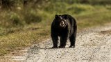 Man Accidentally Shoots Brother in Bear Encounter, Then Kills Himself