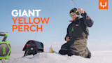 "GIANT YELLOW PERCH" text; man kneeling on ice holds rod over yellow perch beside fishing gear