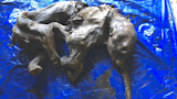 Baby Mammoth is 'Most Complete' Ever Found in North America