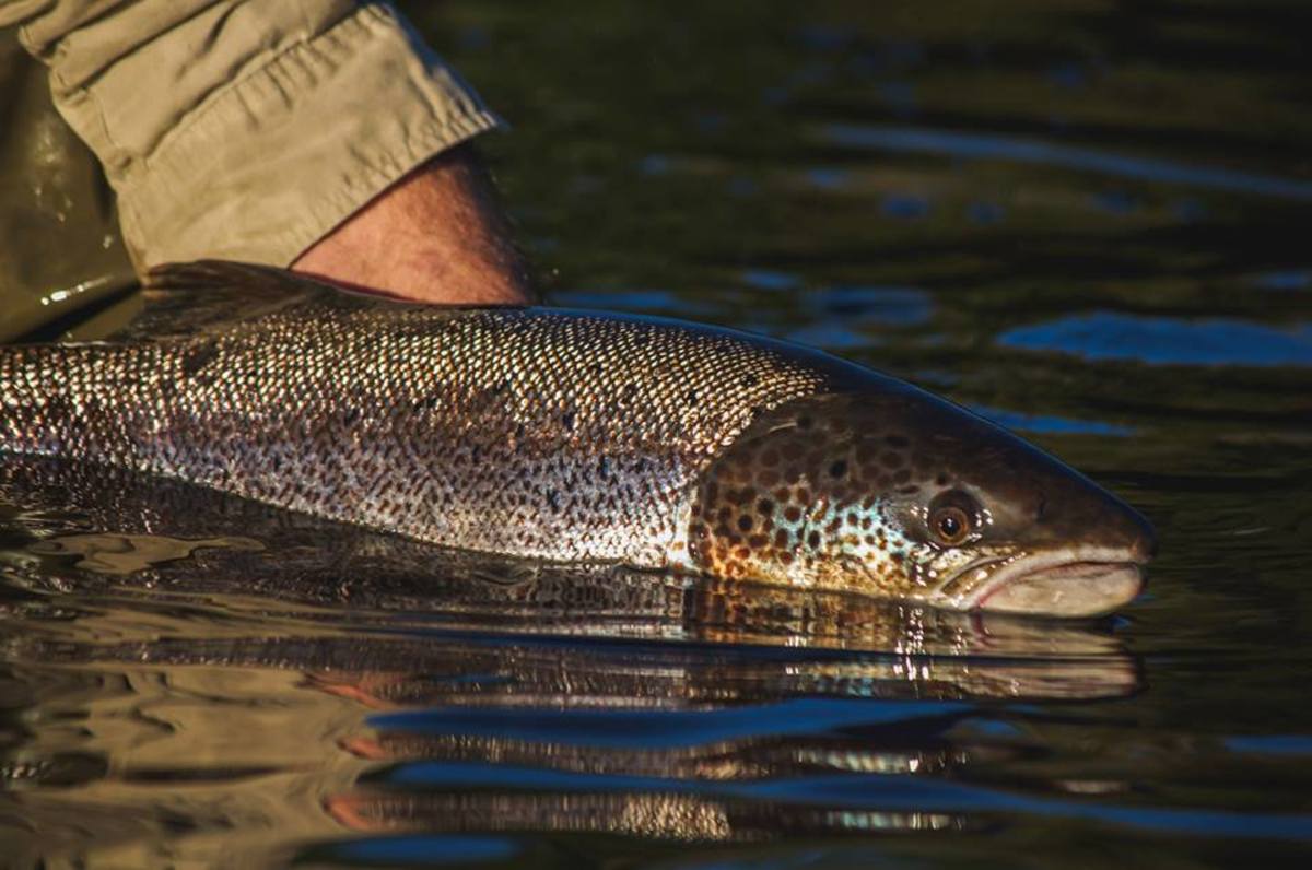 Examining Richard Waddington’s Book “Salmon Fishing – A New Philosophy”