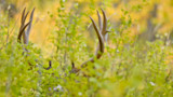 Buck antlers rising above green brush with yellow autumn foliage