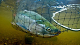 Large salmon trapped in a landing net underwater above a pebbled riverbed