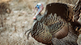 Male wild turkey with two beards and fanned tail standing in dry grass