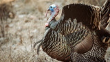 Why Do Some Turkeys Have Multiple Beards?