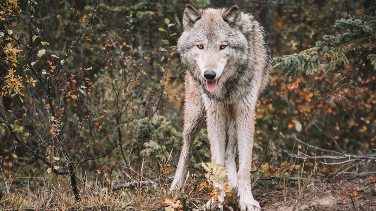 Outdoor Groups to Appeal Court Decision that Could Threaten Wolf Hunting