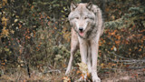 Gray wolf standing in autumn brush, facing camera with tongue out