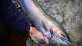 Angler holding a large rainbow trout in shallow flowing stream