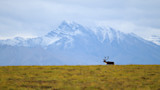 Caribou walking on grassy plain with snow-capped mountain backdrop